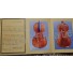 SantaGiuliana violin - Italian violins